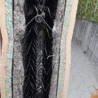 تشک تک ستاره شب royall ح