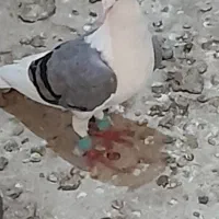 پرنده|پرنده|جم, |دیوار
