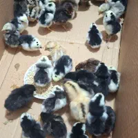 جوجه گلین|پرنده|رامیان, |دیوار