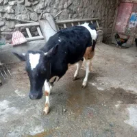 گوساله ماده|حیوانات مزرعه|دهگلان, |دیوار