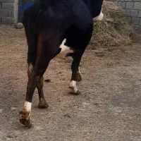 دو عدد گاو شیری آبستن