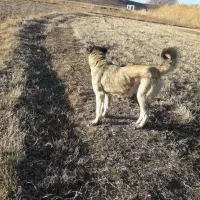 واکذاری‌سگ