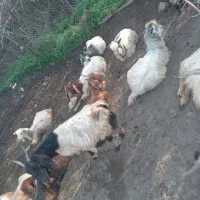 بزوبزغاله برای فروش ۳۶عدد|حیوانات مزرعه|گرمی, |دیوار