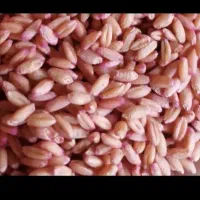 بذر مادری گندم دیم رقم پر از و|خدمات باغبانی و درختکاری|ماهیدشت, |دیوار