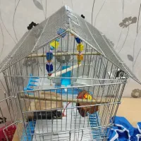 راهب ابی|پرنده|فولادشهر, فولادشهر|دیوار