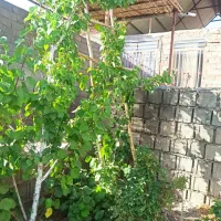 فروش ویلا کوهپایه ،کرمان،،|فروش خانه و ویلا|اسفیچ, |دیوار