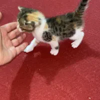 گربه|گربه|اهواز, فتح|دیوار