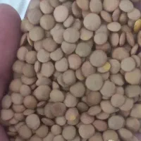 حبوبات-عدس درشت