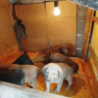 سگ واگذاری رایگان|سگ|رشت, پاستوریزه|دیوار