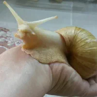 حلزون خانگی