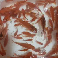 ماهی قرمز عمده|ماهی|قم, نخودی|دیوار