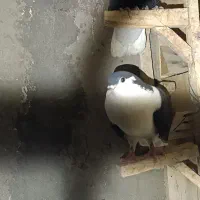 سندق یا همون شیرازی