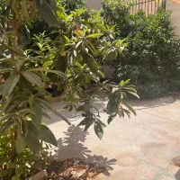 یک‌ خوابه ۱۱۰متر/حیاط اختصاصی دلباز/گلدشت حافظ|اجارهٔ خانه و ویلا|شیراز, شهرک گلدشت حافظ‎|دیوار