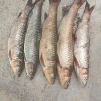 شیربت امروز