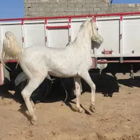 اسب سفید عرب مصری