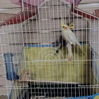 عروس هلندی با قفس بزرگ