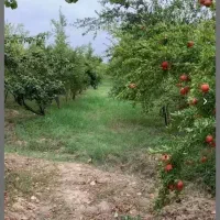 یک هکتار باغ انار با ۳ساعت آب یه کانکس ۱۵متری