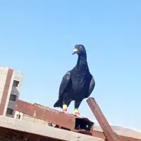 کفتر|پرنده|اسفراین, |دیوار