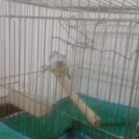 مرغ عشق وقناری