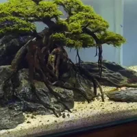 اکواریوم ماهی شاپ|ماهی|اسلامشهر, شهرک واوان|دیوار