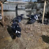 جوجه اردک خارجی از نژاد سنگین وزن|حیوانات مزرعه|ساری, |دیوار