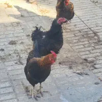 مرغ تخمگذار سیاه