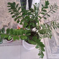 زاموفیلیا|گل و گیاه طبیعی|اصفهان, قائمیه|دیوار