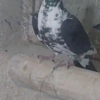 نرو ماده سینه سفید|پرنده|شیراز, کفترک|دیوار