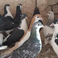 ساده پرشی یک بوم