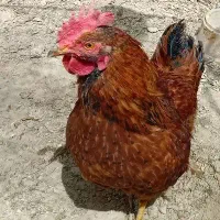 خروس جوان بالغ