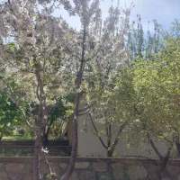 باغچه ۶۰۰متری در کوشک زر|فروش خانه و ویلا|کوهسار (البرز), |دیوار