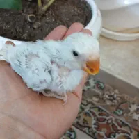 طوطی کوتوله برزیلی مارال تراکواز