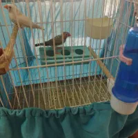 تلویزیون وفنج مولد