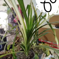 گل‌های آپارتمانی باکیفیت