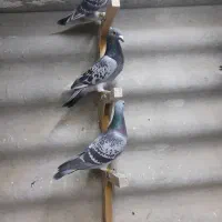 کفترآلمانی کفترپلاکی کفترمسافتی|پرنده|تهران, مسعودیه|دیوار