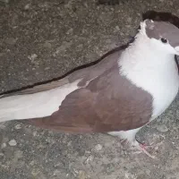 سرخ پشت و جوجه سیاه پشت