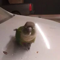 گیرینچیک جفت|پرنده|مشهد, رده|دیوار