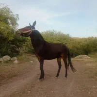 یک عدد قاطر