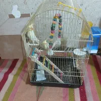 عروس هلندی آماده جفت گیری همراه قفس