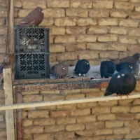 کبوتر|پرنده|مبارکه, |دیوار