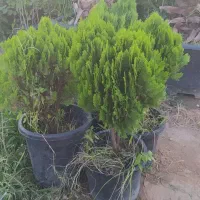 خدمات باغ باغچه صفر تا صد