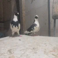 کفتر کبوتر