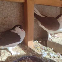 چهار جفت کبوتر|پرنده|صدرا-فارس, فاز ۱|دیوار