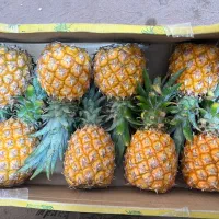 آووکادو میوه های استوایی