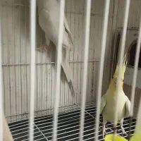 جفت عروس هلندی چشم شرابی|پرنده|مشهد, هدایت|دیوار