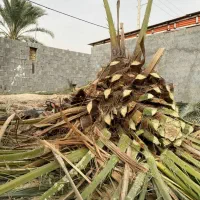 قطع نخل رایگان|خدمات باغبانی و درختکاری|میناب, |دیوار