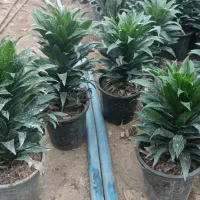 کامپکت سطل 3و4  آگلونما سطل 4|گل و گیاه طبیعی|عباس‌آباد, |دیوار