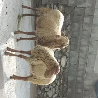 فروش  ده راس بره قوچ رومانوف چند قلوزا  معاوضه