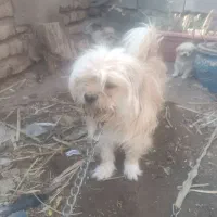 سگ ماده شیتزو