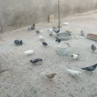 حدود بیست پنج عدد کبوتر به فروش می رسد